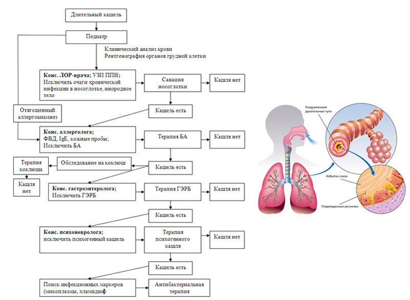 Длительный кашель у ребенка