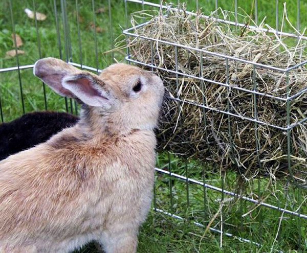 Какие бывают кормушки для кроликов?