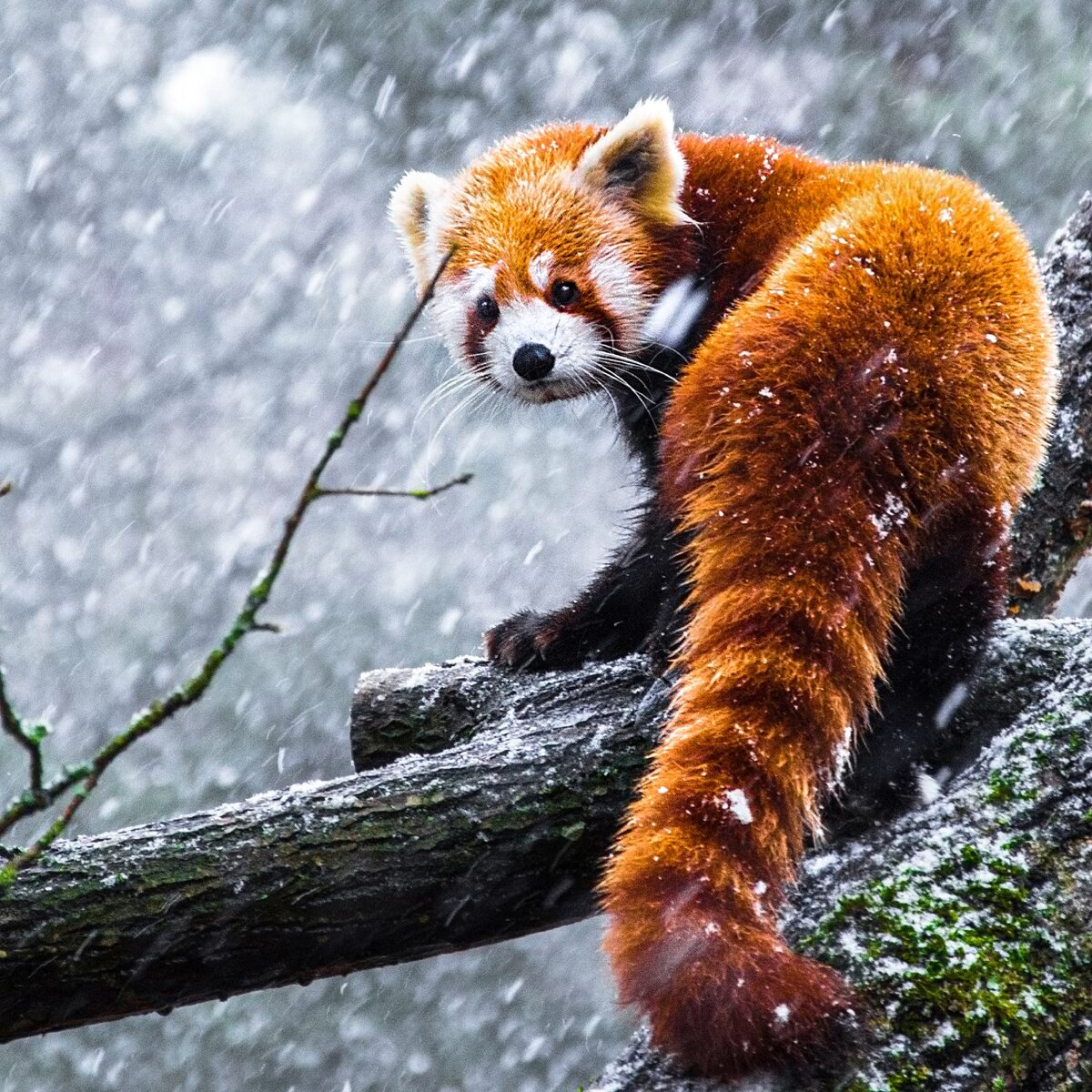 рыжая панда фото