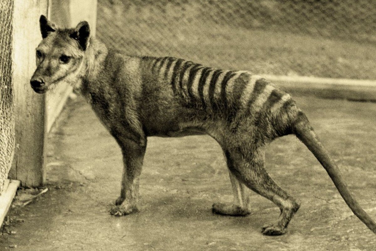 Последний из сумчатых волков был убит охотниками в 1930 году.