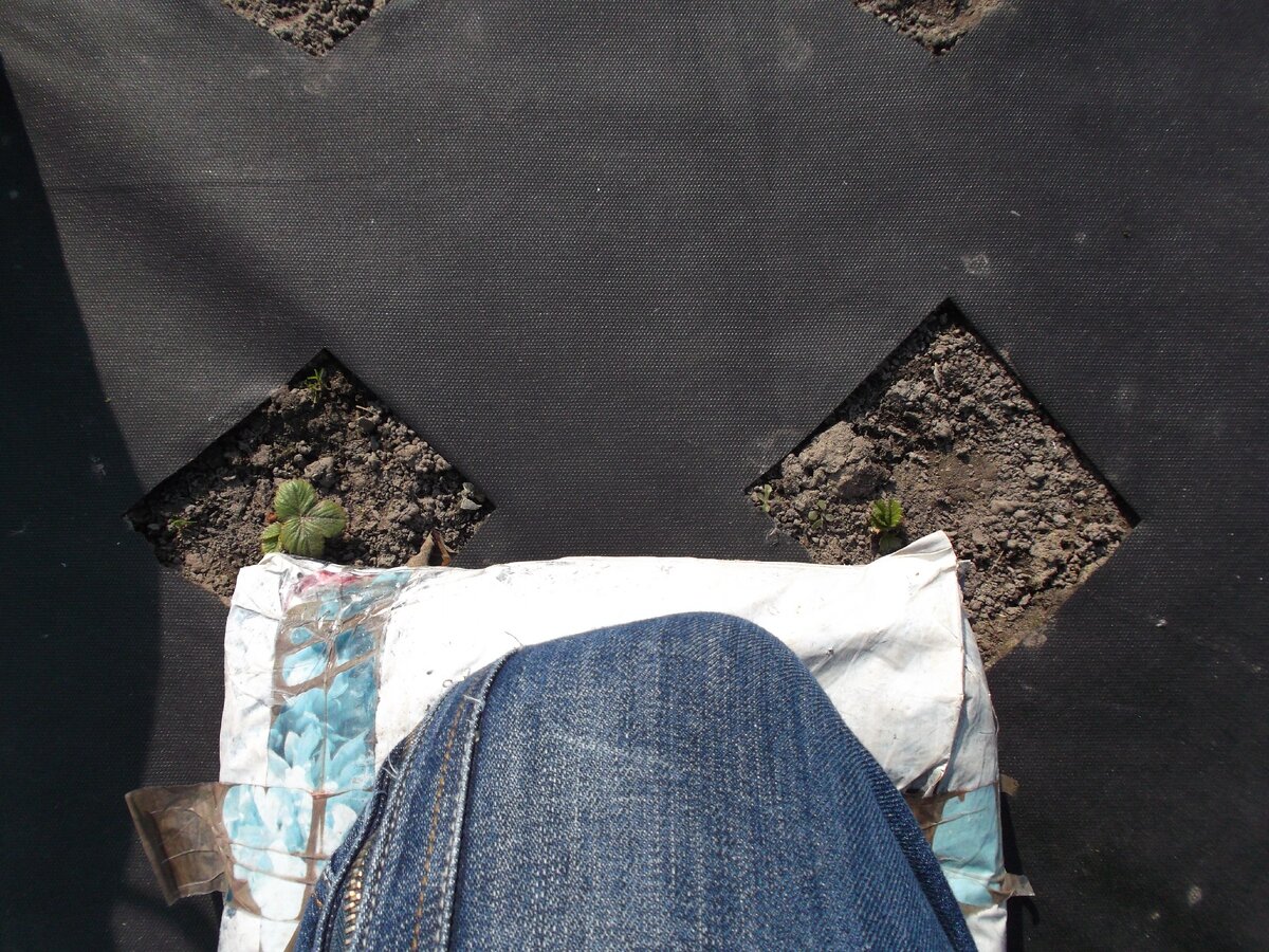 Работа на коленях избавит от многих проблем.