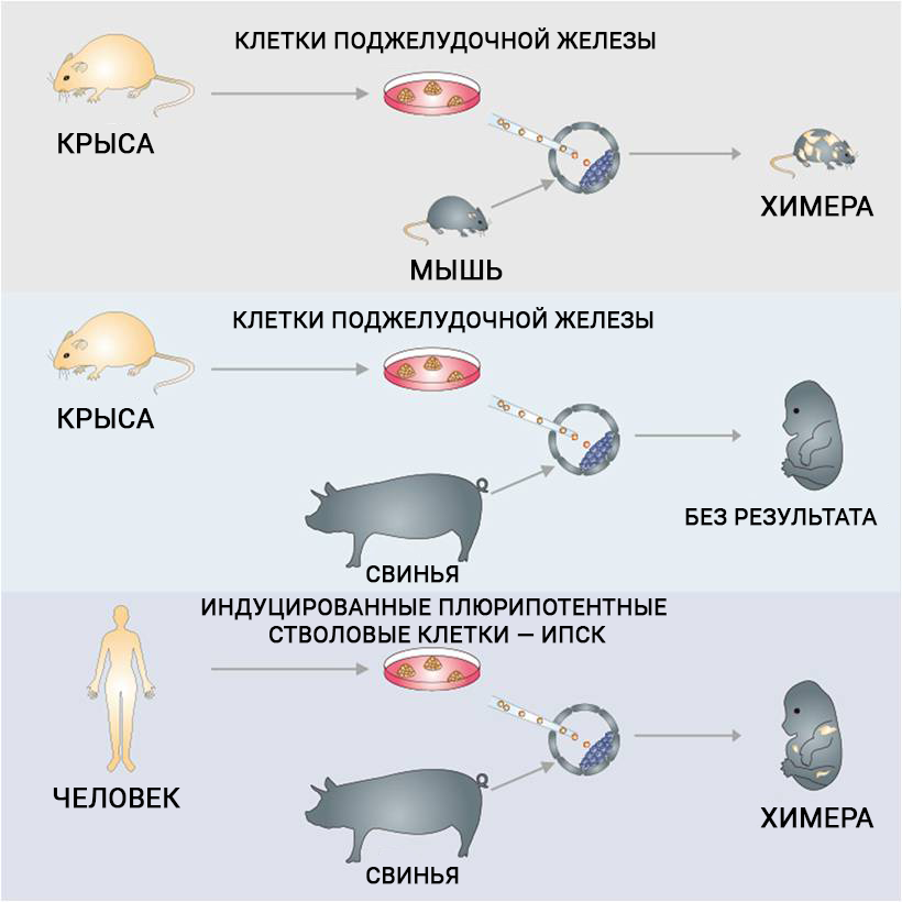 Источник: Cell Press