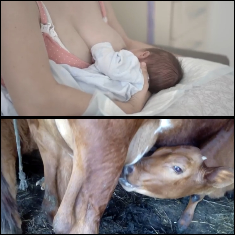 Вот им нужно пить молочко! 