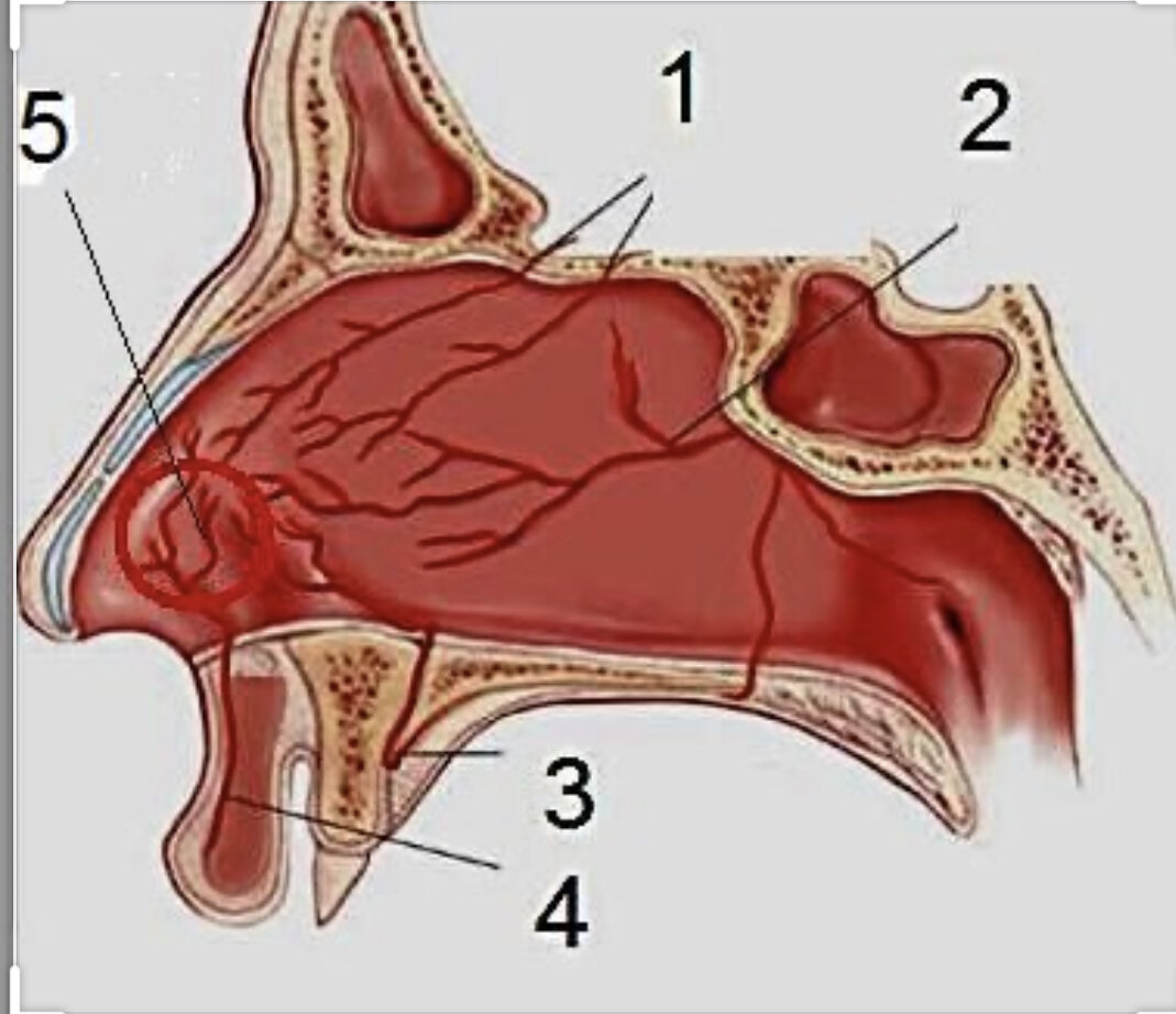 Верхние ходы. Киселбах зона анатомия. Кровоточивая зона полости носа. Кровоснабжение носа зона Киссельбаха.
