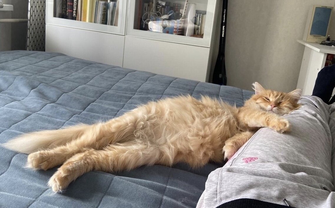 А это сладко спит Огонёчек, который уехал из приюта домой 5 сентября 2019 года.