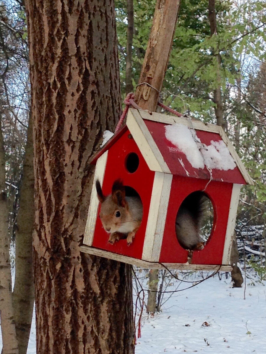 Белка сидит в кормушке