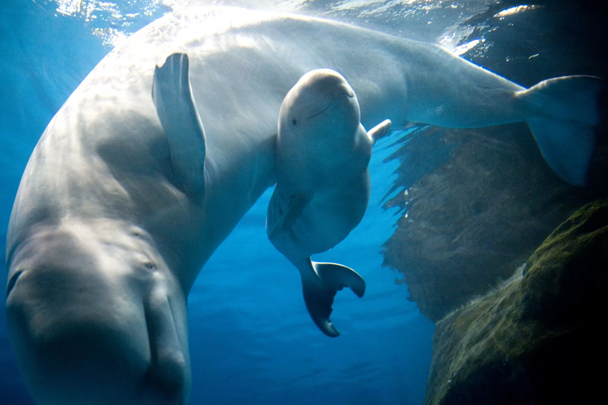 К какой группе относятся белухи. Белуха (млекопитающее). Дельфин Белуха. Кит Белуха. Белый Дельфин Белуха.