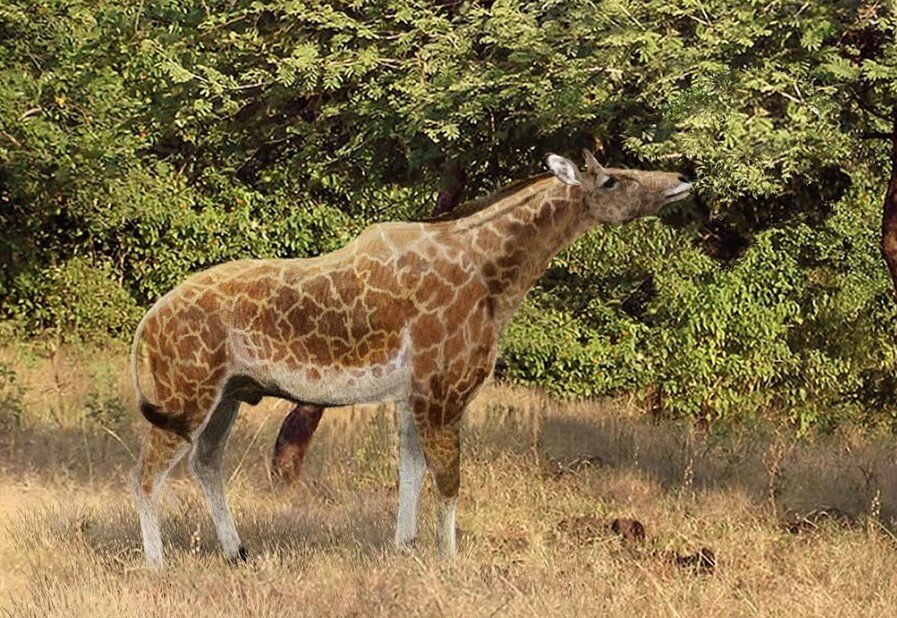 палеотрагус,сиватерий,самотерий. Sivatherium giganteum. палеотрагус,сиватерий,самотерий. предки жирафы. древние олени кайнозойской эры.
