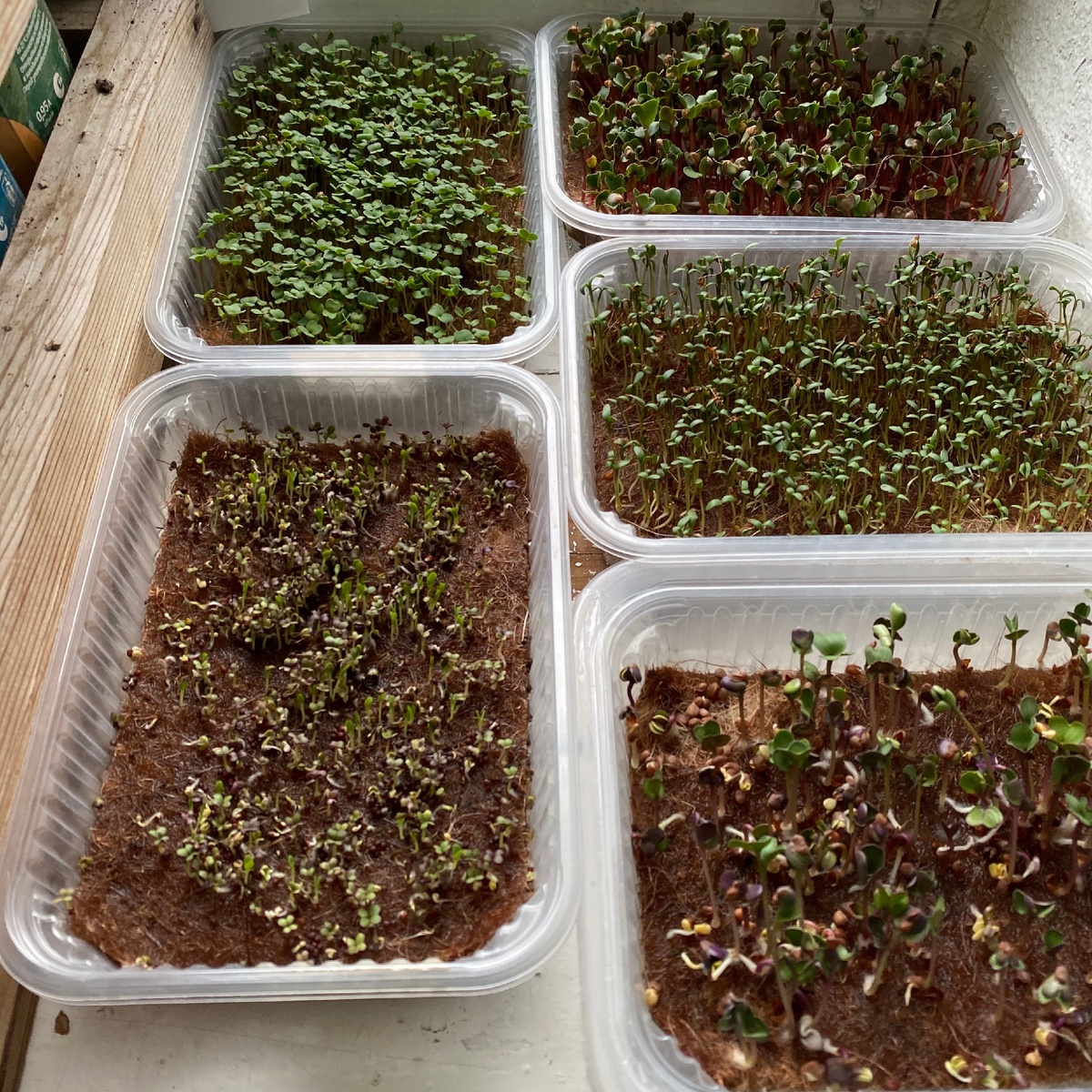 День 2. Листайте вправо и зелень будет расти.