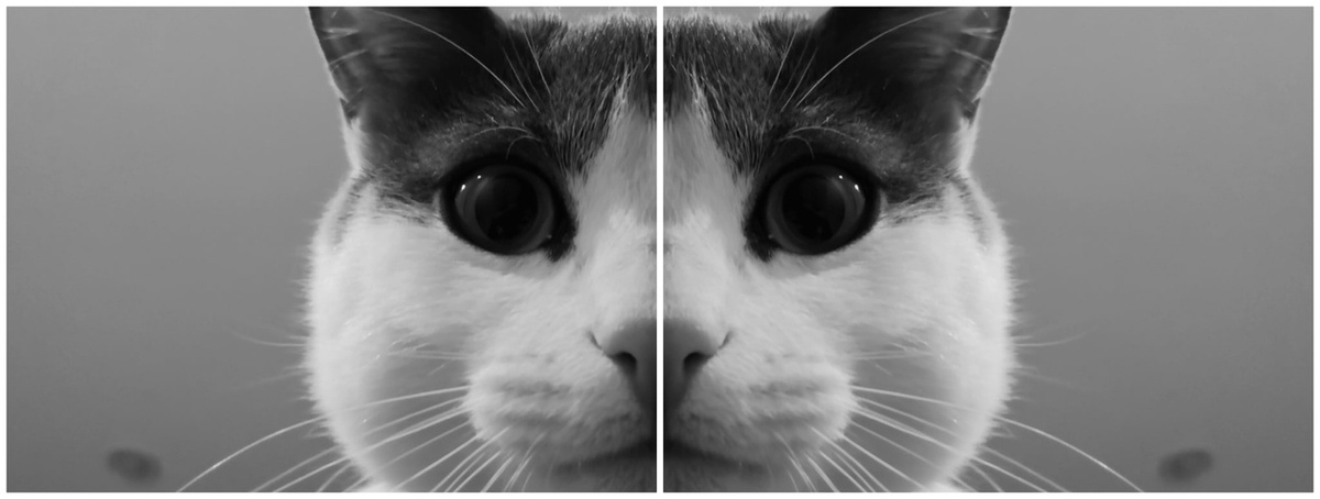 Мяу