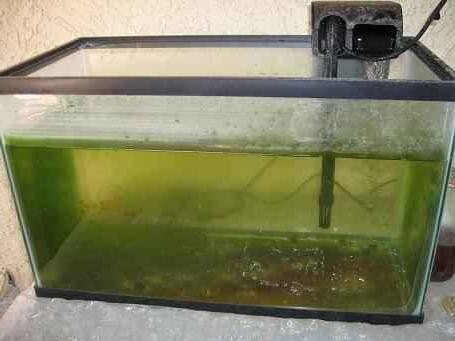 Как избавиться от бороды и нитей из сине-зеленых водорослей в воде аквариуме