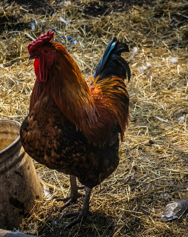 Петух Петя с сайта фотокто