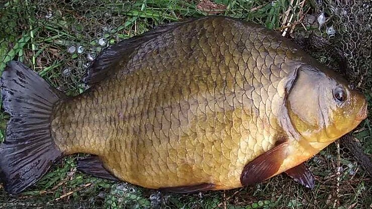 Многие мечтают поймать такого карася