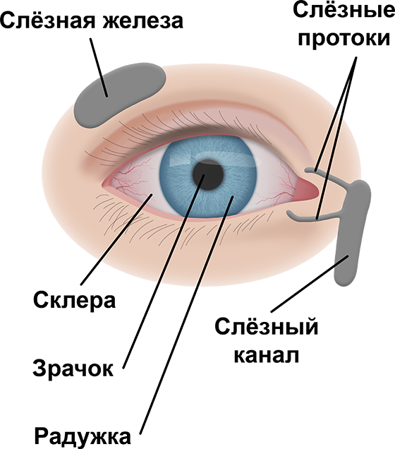 Расположение слезной железы и носослезного протока. Строение глаза слезная железа. Строение слезного канала и слезного мешка. Слёзная железа анатомия.
