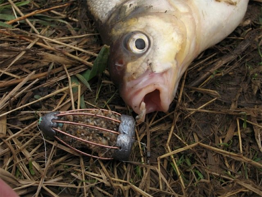 Лещ на донку