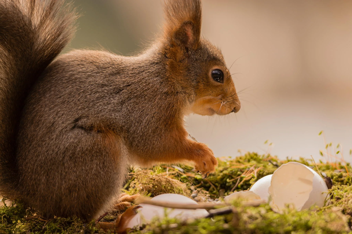 Белка полакомилась яйцами