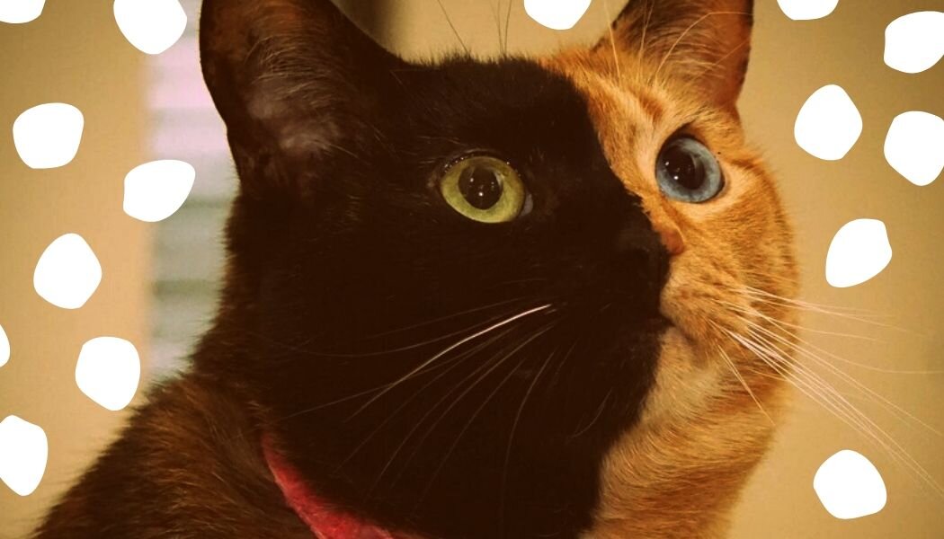 У Венеры не только интересный окрас, но и гетерохромия, то есть разный цвет глаз