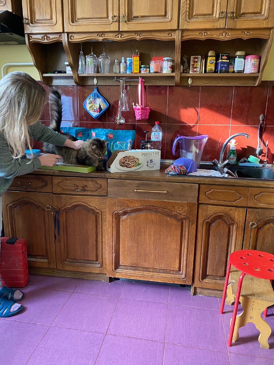 Корм для кота 