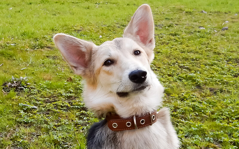 Что это- самообман, заблуждение или оправдание нежеланию тратить деньги на покупку породистой собаки? Фото @kinologsmirnov.ru