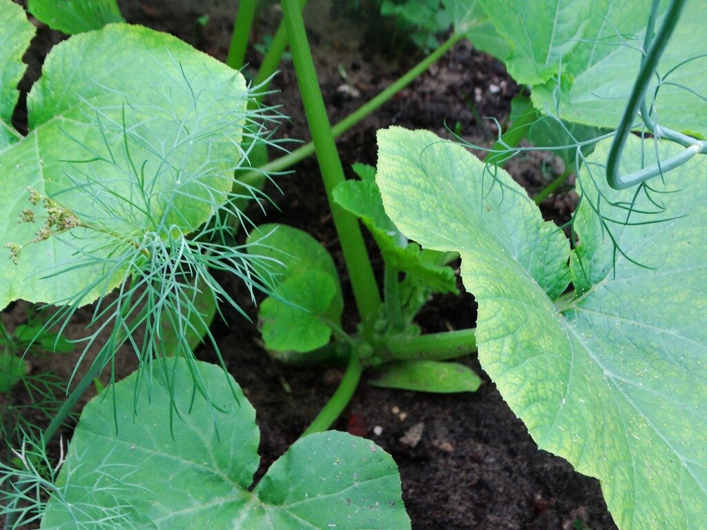 Кабачки устремляются в рост