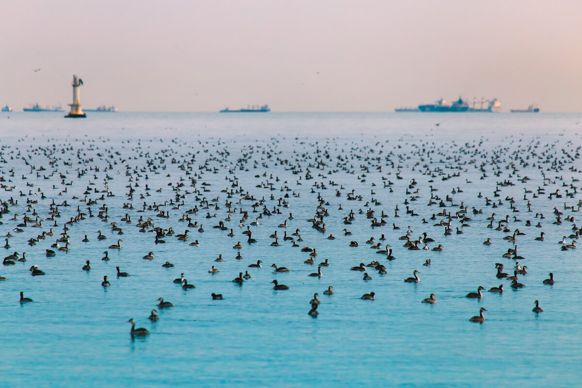 Цемесская бухта, Черное море, Новороссийск