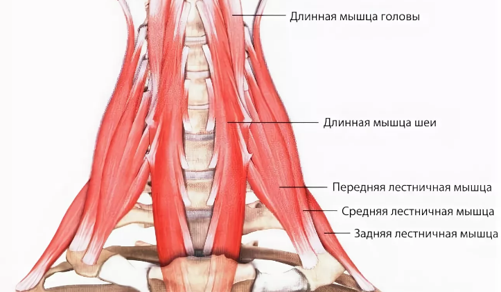 Спазм мышц шеи фото