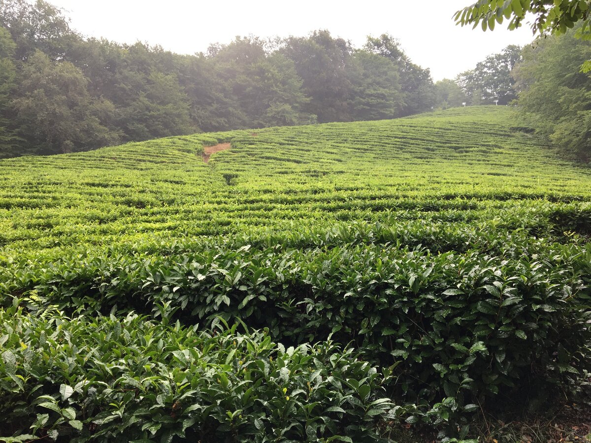 Чайная плантация "Мацестинской чайной фабрики", Хостинский район Сочи