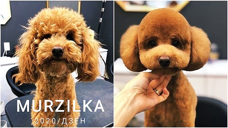 У меня есть кошка и я её называю Клеопатра. Напишите в комментариях, есть ли у вас любимое домашнее животное и как вы его назвали.