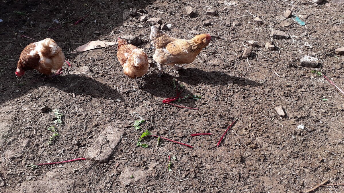 Несушки. Фото автора.