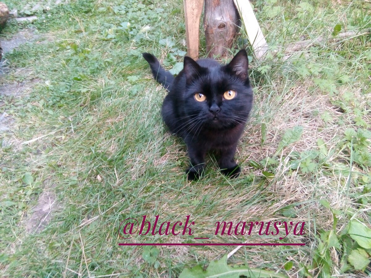 Самая лучшая мышеловка.