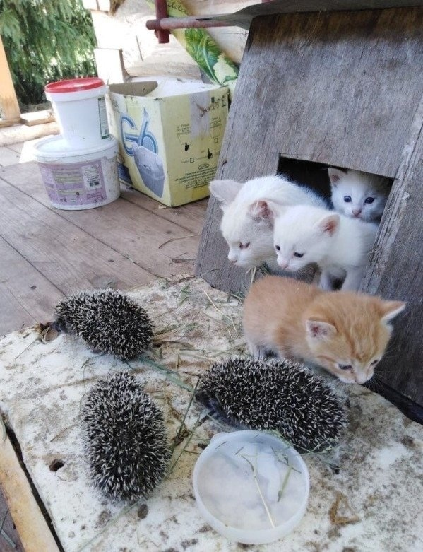 Дружные ребятки