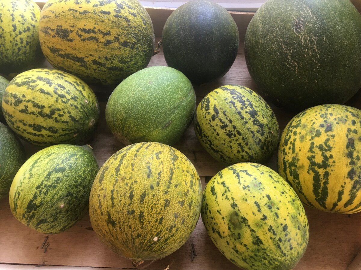 Фото: Еда без труда (это самый странный урожай в моей жизни)