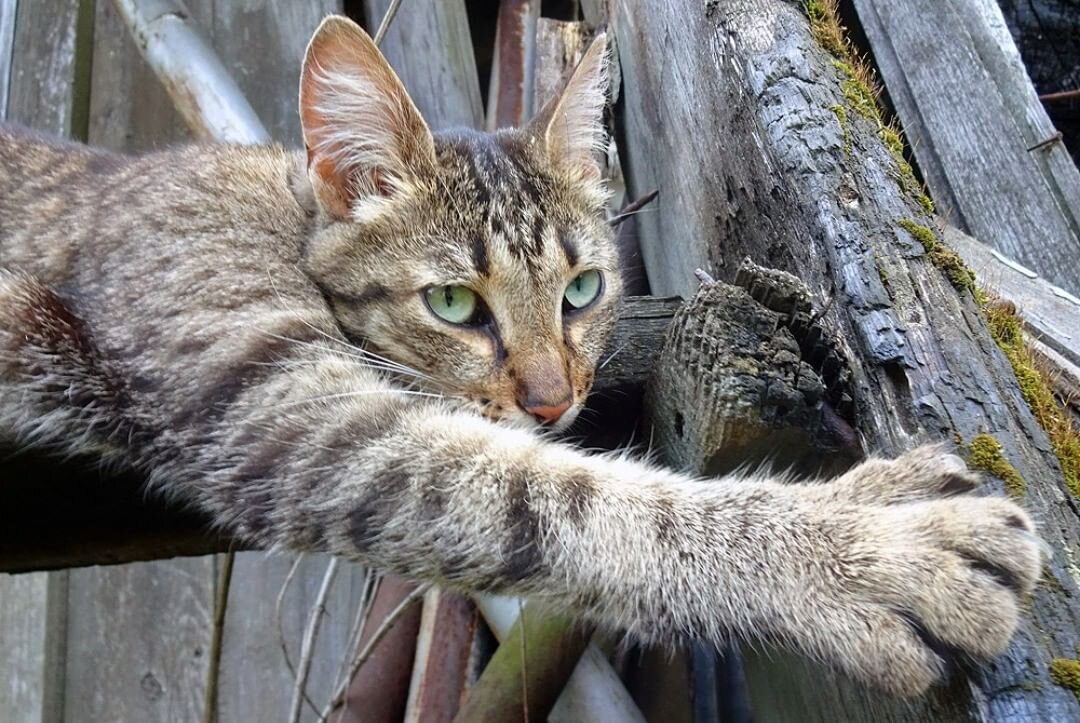 Разумные кошки. Кошка Бориска.