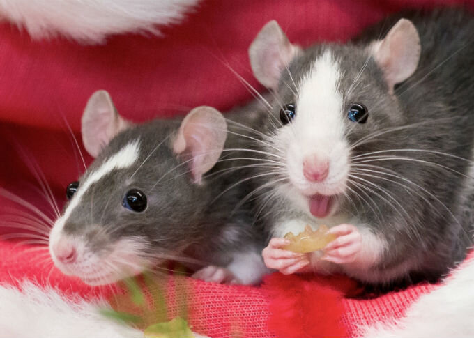 Домашние крысы - уход и содержание грызунов в домашних условиях | Лапа  помощи | Дзен