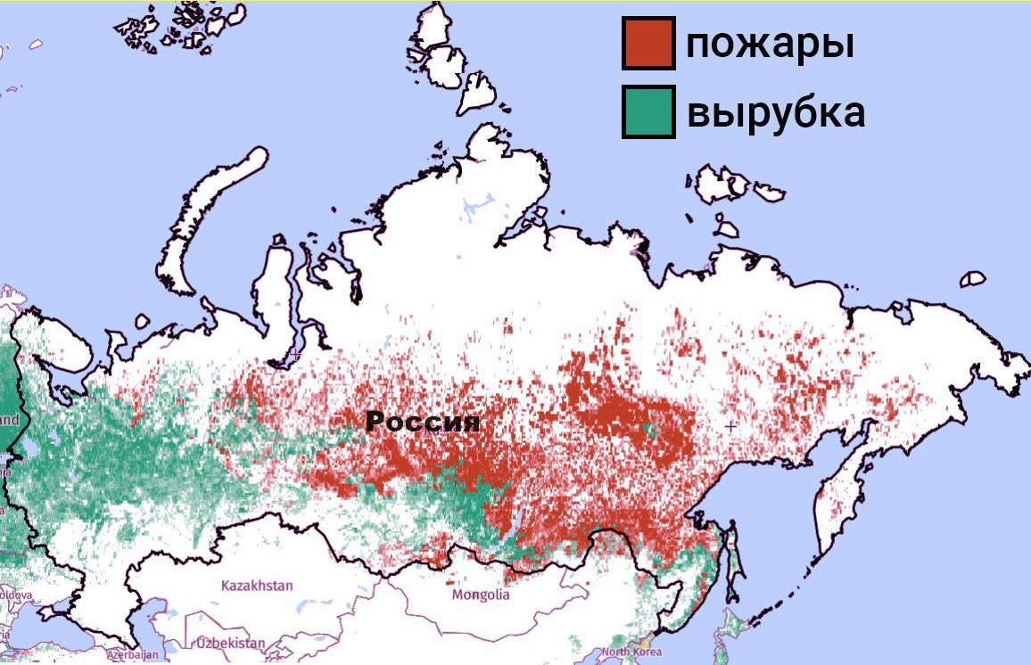 Площадь лесов в России по годам. Карта вырубки лесов в России. Сколько леса в России. Лесные территории России.