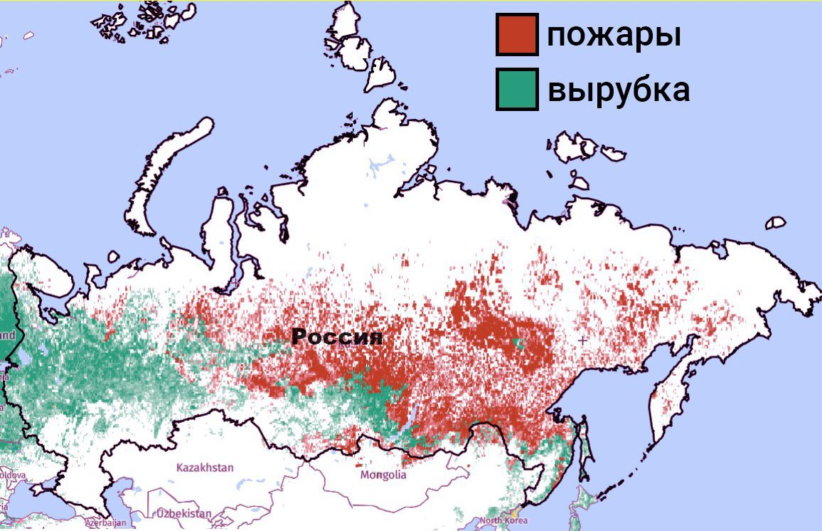 Потерянные территории. Площадь лесов в России по годам. Вырубка лесов карта. Вырубка лесов в России на карте. Сколько леса в России.