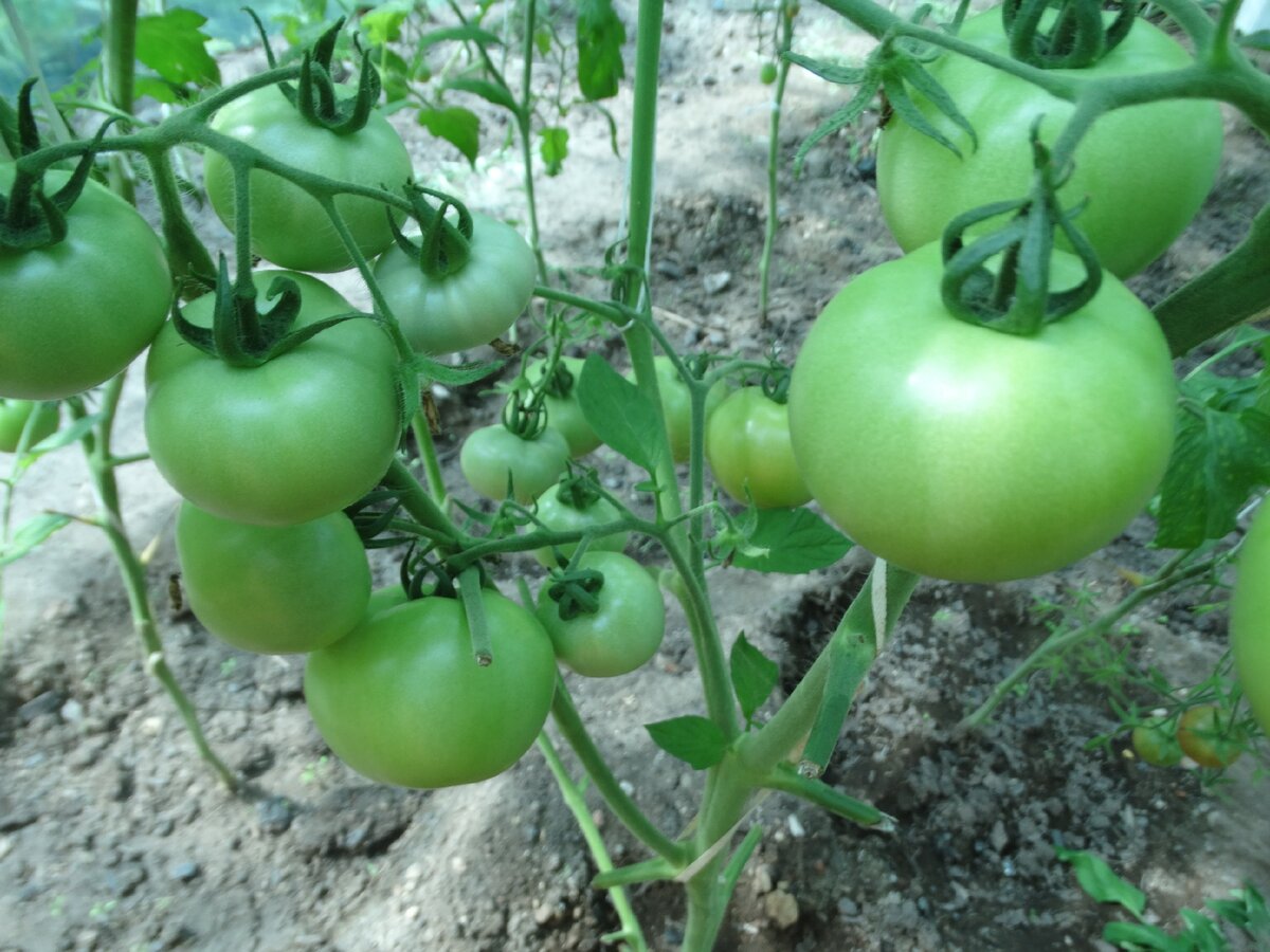 Эти помидоры были просто усеяны плодами