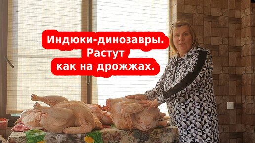 Индюки без проблем, результат выращивания