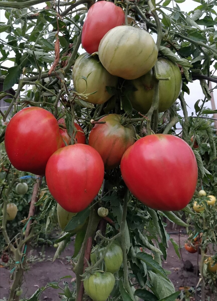 Огородник из рязани сорта томатов