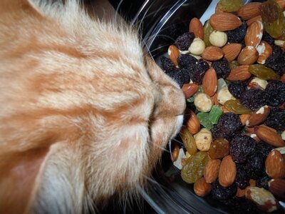 кот жадно ест корм. корм для кошек. котик ест сушки. кот арахис. кот ест орехи.