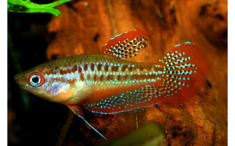 Гурами Гарликовый Пумила.