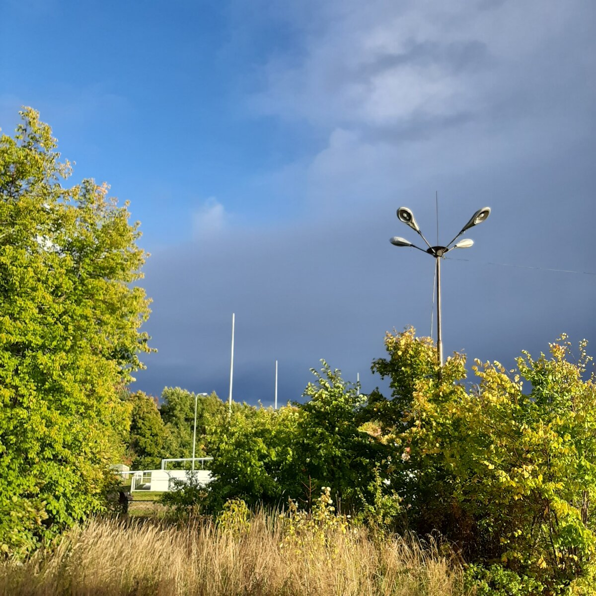 Роща Гузовского, неподалёку от ул. Мичмана Павлова