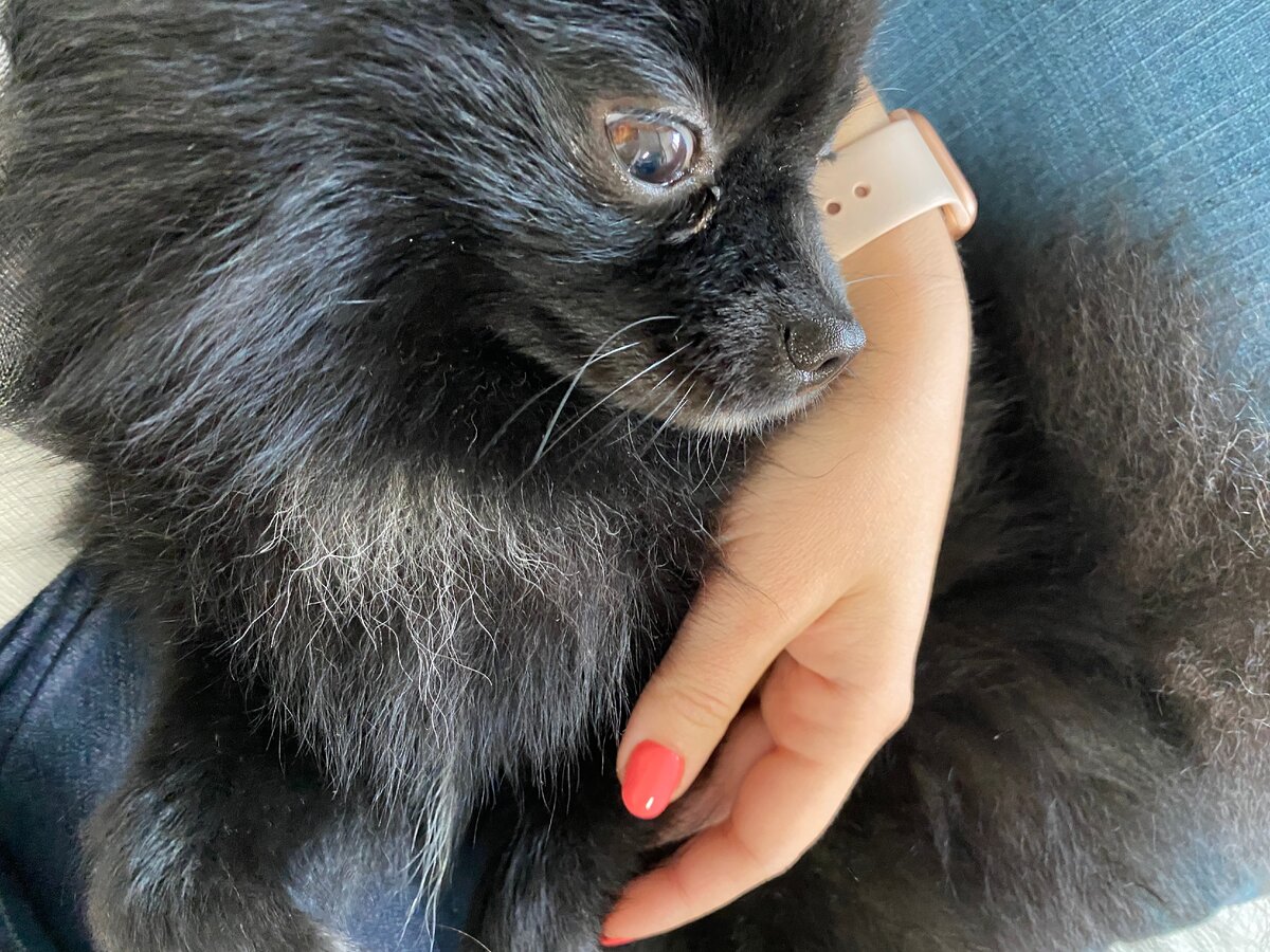 Мой пес сидит на руках, пока я принимаю участие в онлайн конференции и работаю.