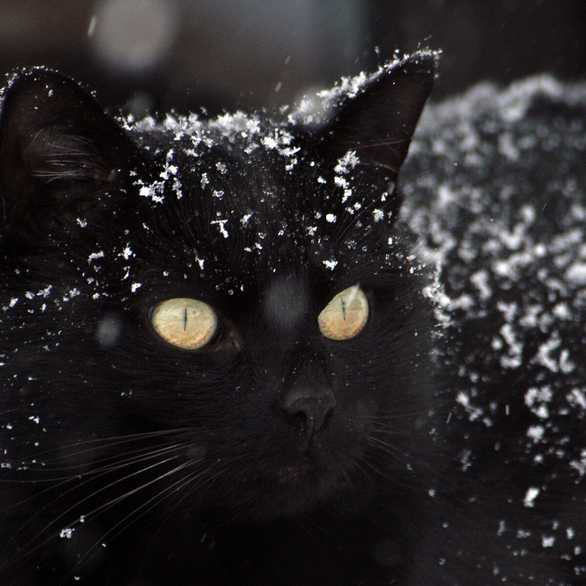 Взято с yandex.ru/images