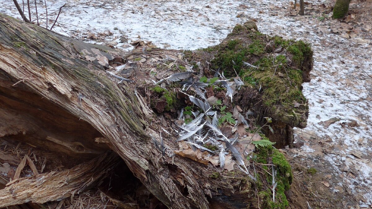 Трапезная ястреба