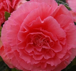 Новика! AmeriHybrid Ruffled Pink
