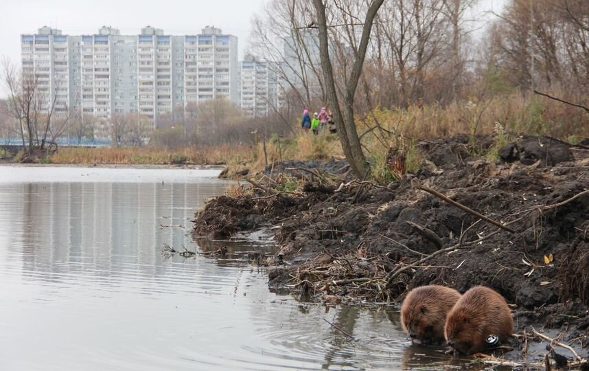 Бобры на реке Яуза в Свиблово