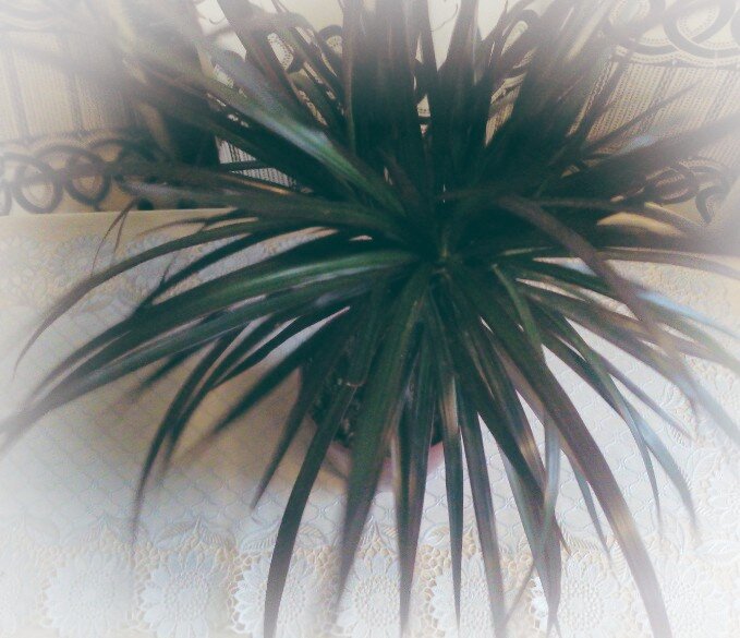 Ну чем не пальма