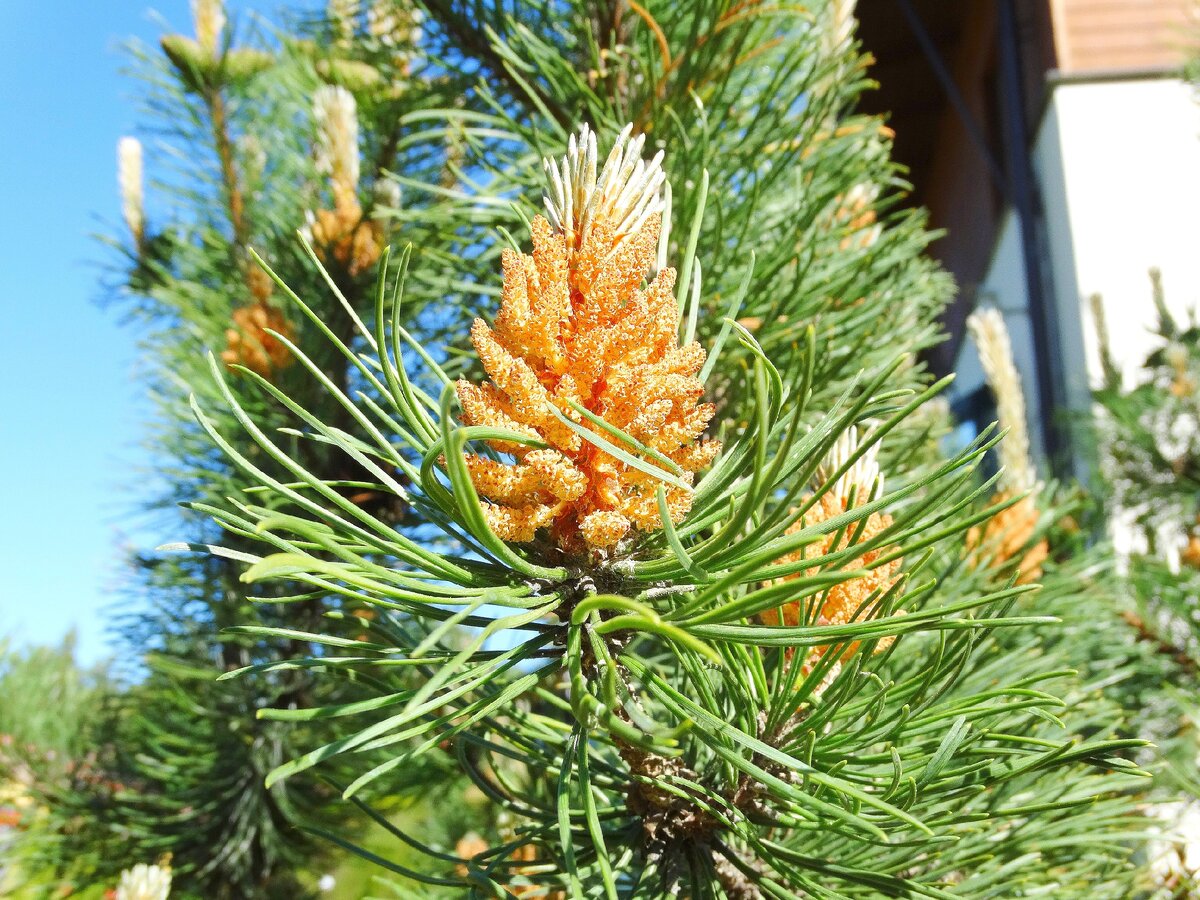 Так цветёт горная сосна.