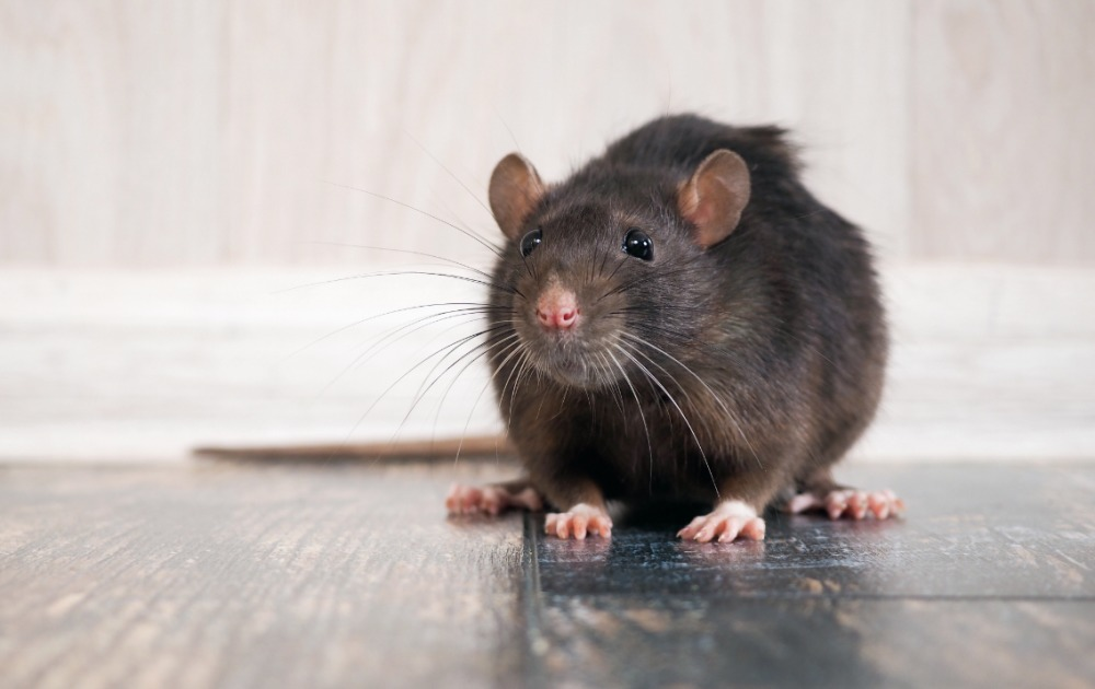 Как поймать крысу и мышь: 3 метода